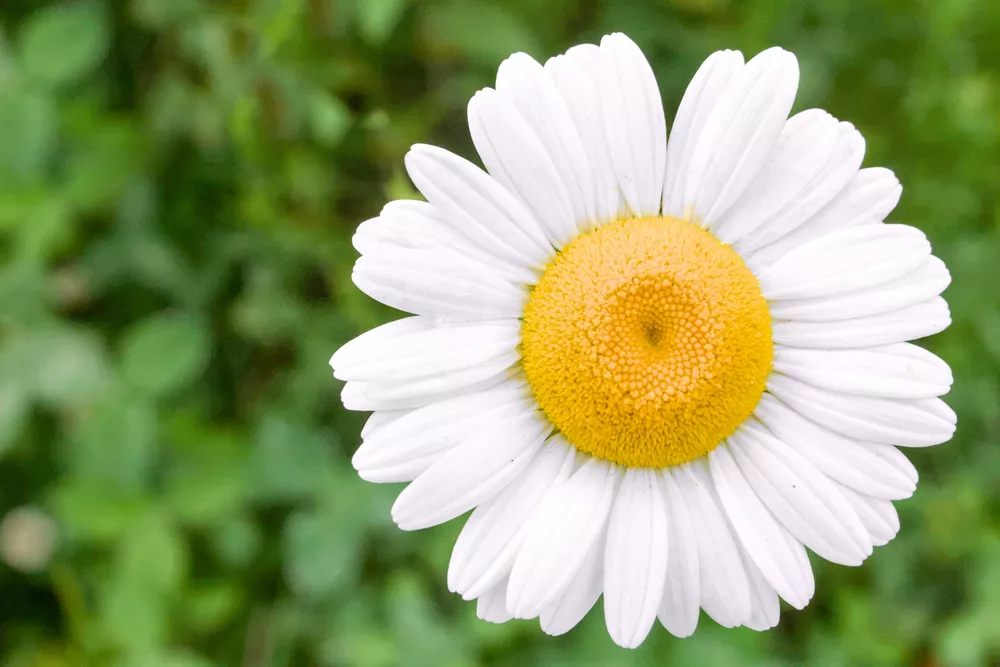 white flower after color adjustments