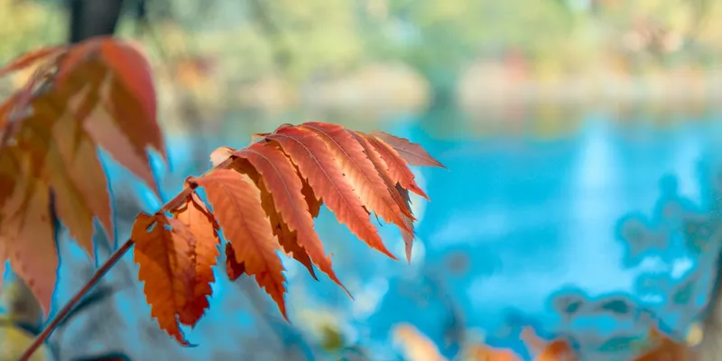 leaves with color contrast