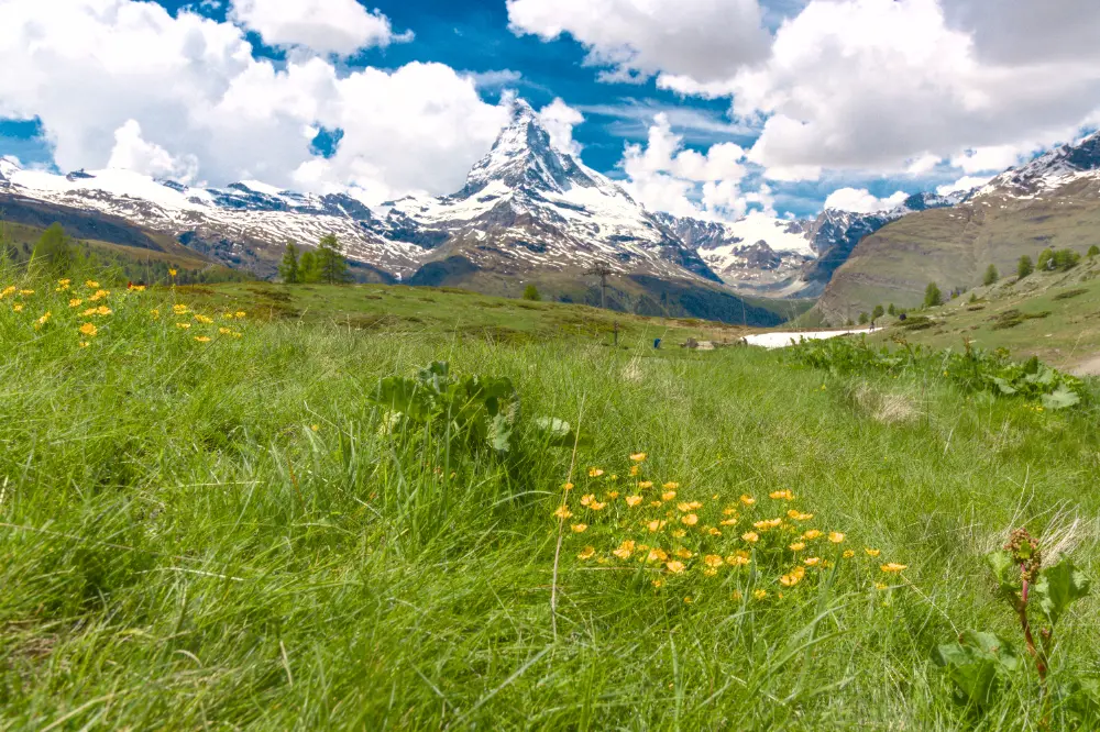 final image of flowers and Matterhorn
