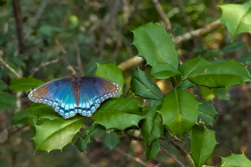 enhanced image of blue butterfly