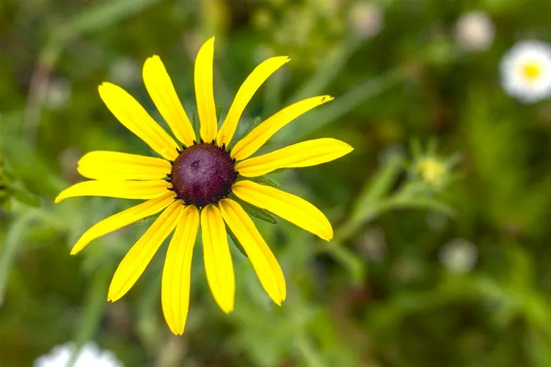 final improved flower using filmic