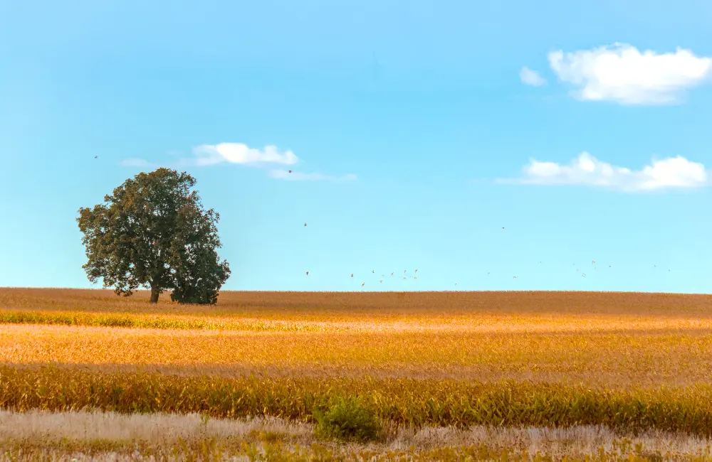 Field with tree and distracting power lines removed